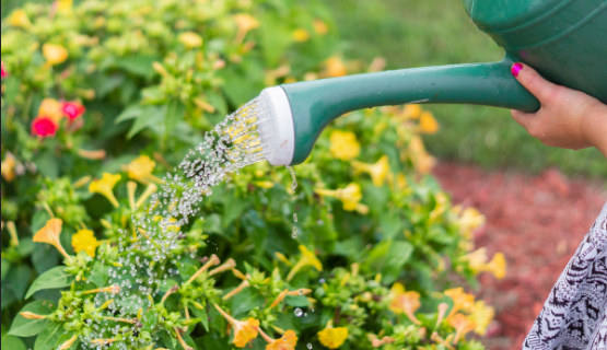Arrosage jardin économique : 5 astuces !